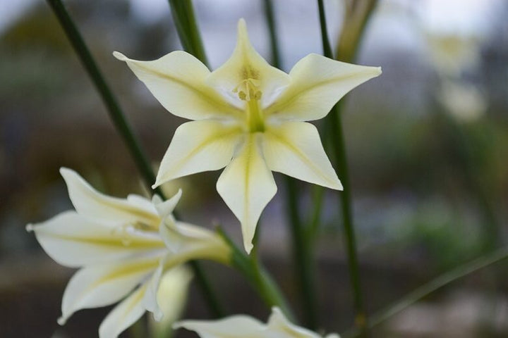 Gladiolus Tristis Flower Seeds – Heirloom, Non-GMO, High Germination Organic Garden Seeds for Planting