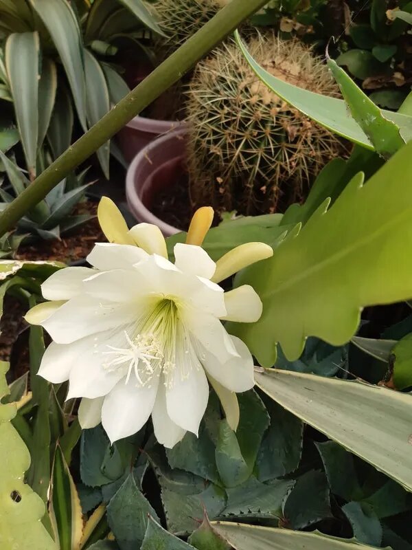 Epiphyllum Flower Seeds White – Heirloom, Non-GMO, High Germination Seeds