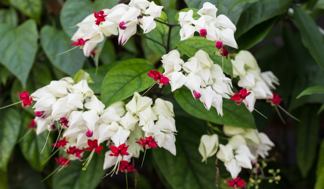 Bleeding Heart Flower Seeds for Planting – Heirloom Non-GMO High Germination