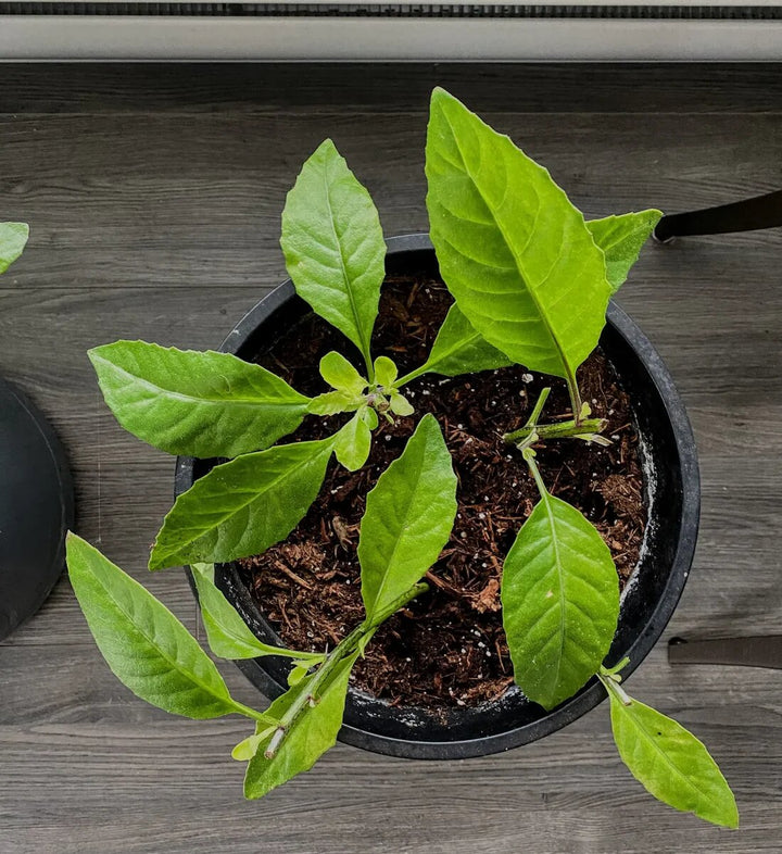 Heirloom Non-GMO Tomorrow’s Leaf (Ashitaba) Seeds for Planting – High Germination Organic Garden Seeds