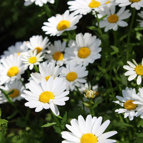 White Sunflower Flower Seeds Heirloom Non-GMO High Germination Organic Garden Seeds for Planting