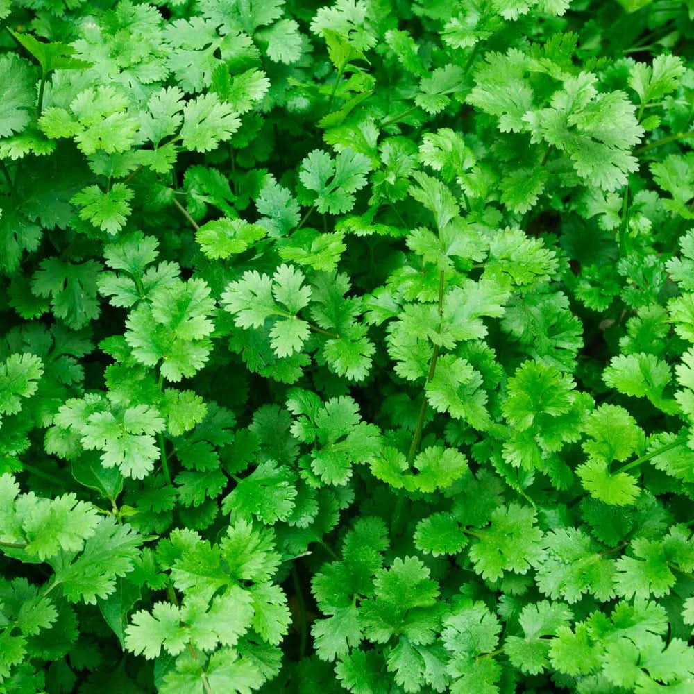 Cilantro Coriander herb seeds