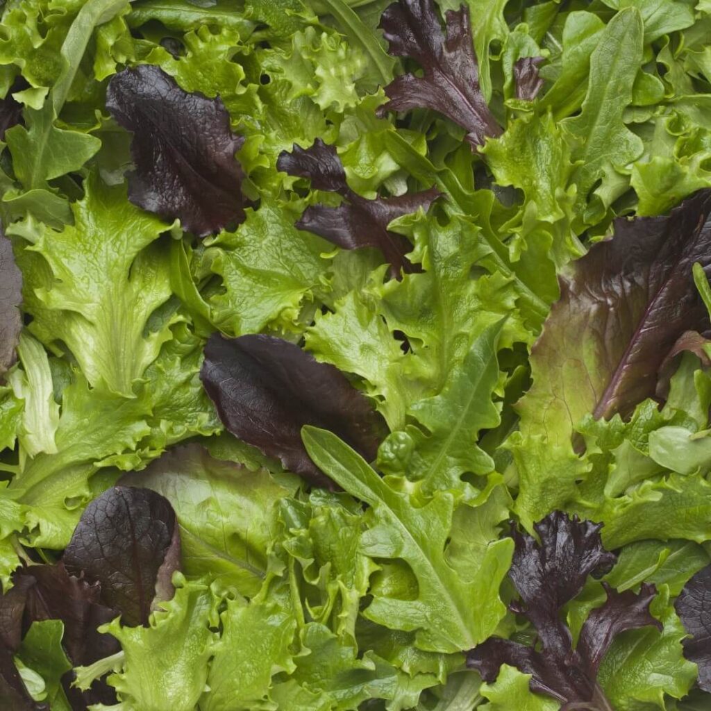 Green Salad herb seeds