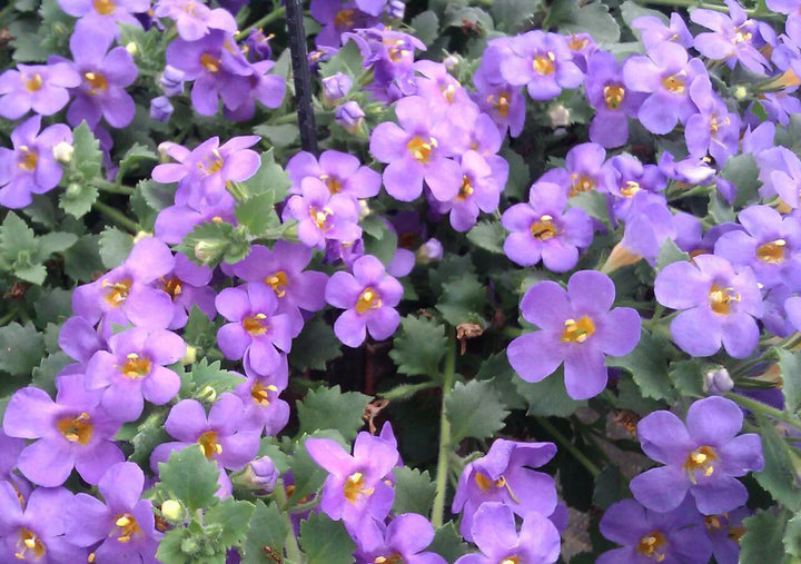 Bacopa Flower Seeds Purple for Planting – Heirloom Non-GMO High Germination Organic Seeds