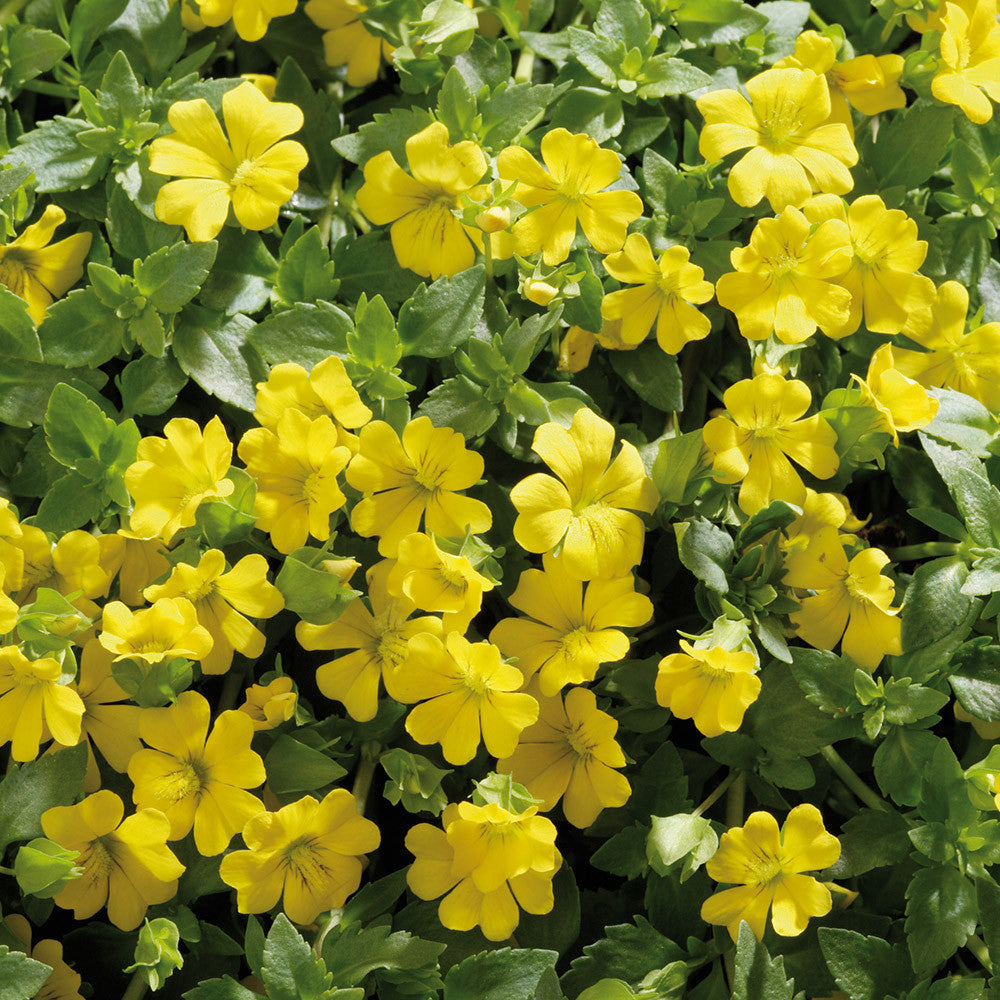 Yellow Bacopa Flower Seeds for Planting – Heirloom Non-GMO High Germination Organic Seeds