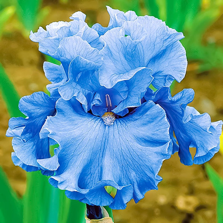 Bearded Iris Flower Seeds for Planting – Heirloom Non-GMO High Germination Organic Garden Seeds