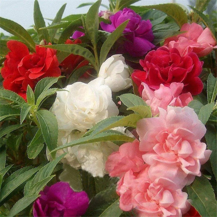 Mixed Balsam Flower Seeds for Planting – Heirloom Non-GMO High Germination Organic Seeds