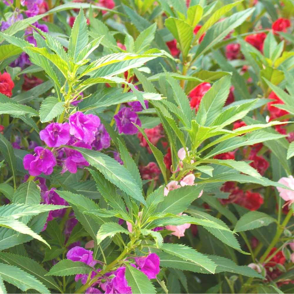 Perennial Balsam Flower Seeds – Heirloom, Non-GMO, High Germination Seeds