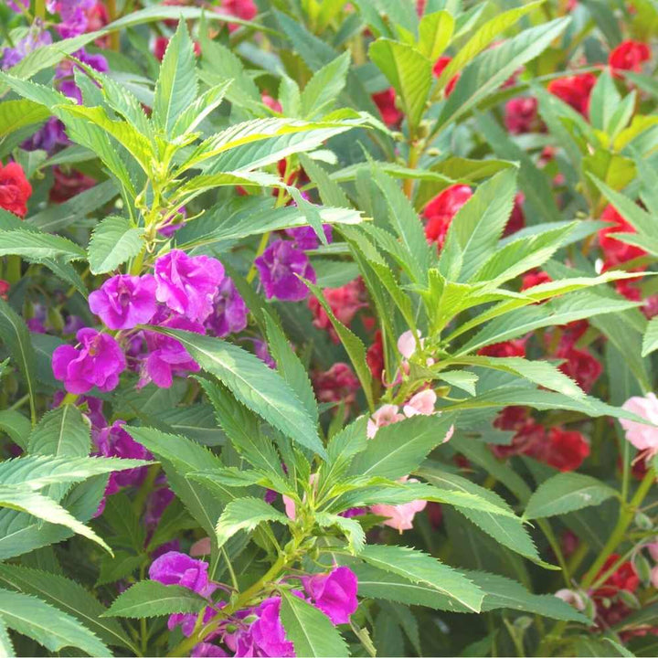 Perennial Balsam Flower Seeds – Heirloom, Non-GMO, High Germination Seeds
