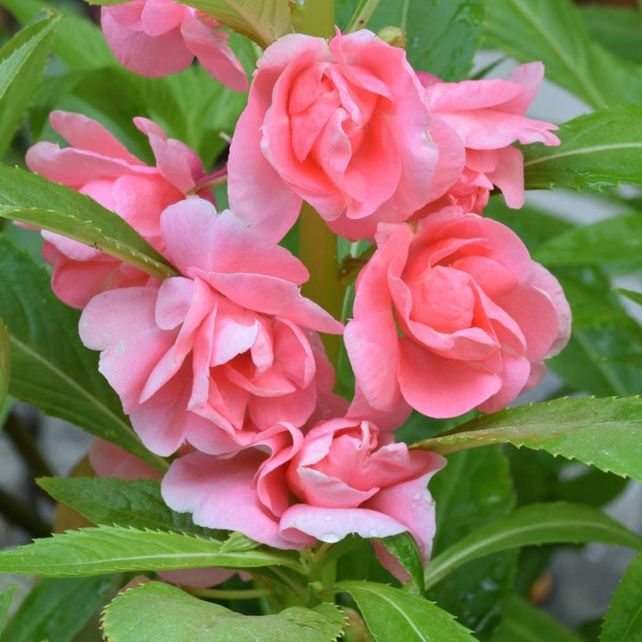 Camellia Flower Seeds Pink Heirloom Non-GMO High Germination Organic Garden Seeds for Planting