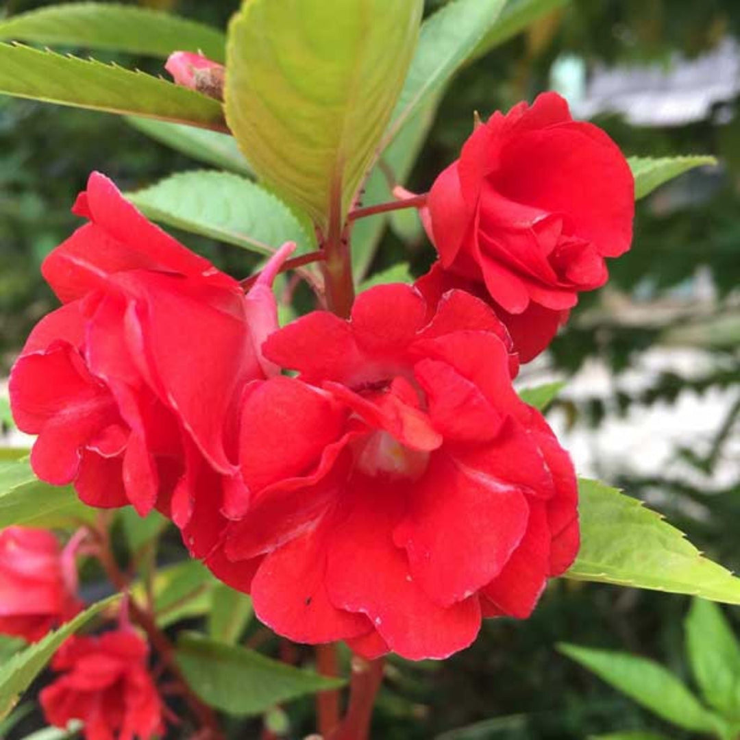 balsam for flower seeds