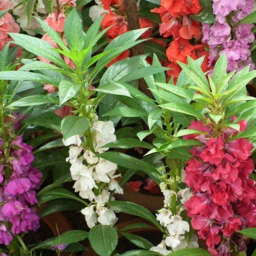 Mixed Dipladenia Flower Seeds – Heirloom, Non-GMO, High Germination Seeds