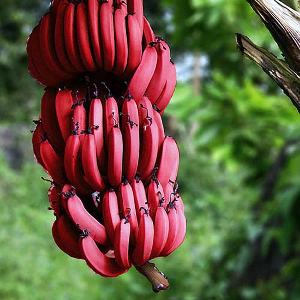 banana for flower seeds