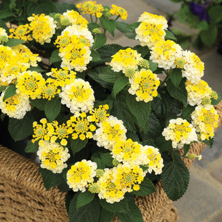 Yellow Verbena Flower Seeds Heirloom Non-GMO High Germination Organic Garden Seeds