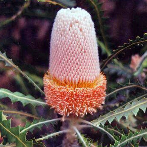 Orange Banksia Flower Seeds – Heirloom, Non-GMO, High Germination Seeds