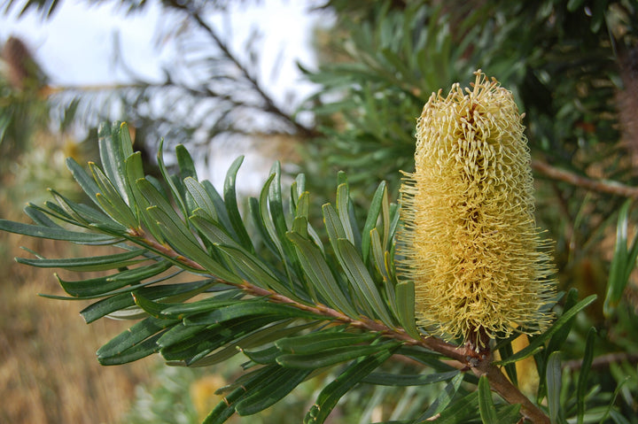 Yellow Banksia Flower Seeds for Planting – Heirloom Non-GMO High Germination Organic Seeds
