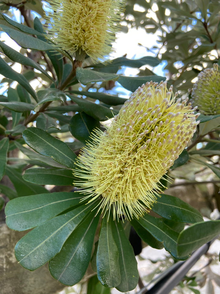 Yellow Banksia Flower Seeds for Planting – Heirloom Non-GMO High Germination Organic Seeds