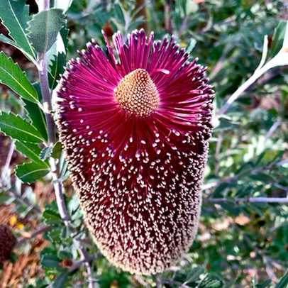 Banksia Flower Seeds Purple for Planting – Heirloom Non-GMO High Germination Organic Seeds