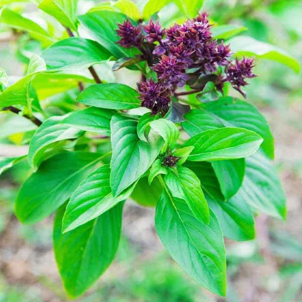Sweet Basil herb seeds