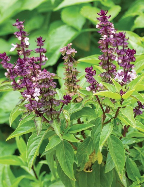 Sweet Basil Herb Seeds for Planting – Heirloom &amp; Non-GMO Essential for Culinary &amp; Medicinal Gardens Seeds