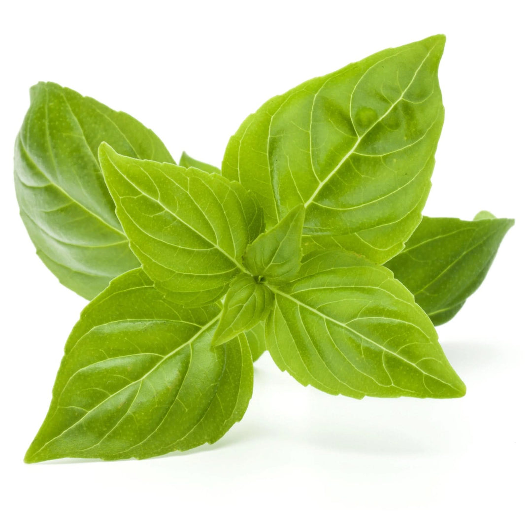 Green Light herb seeds