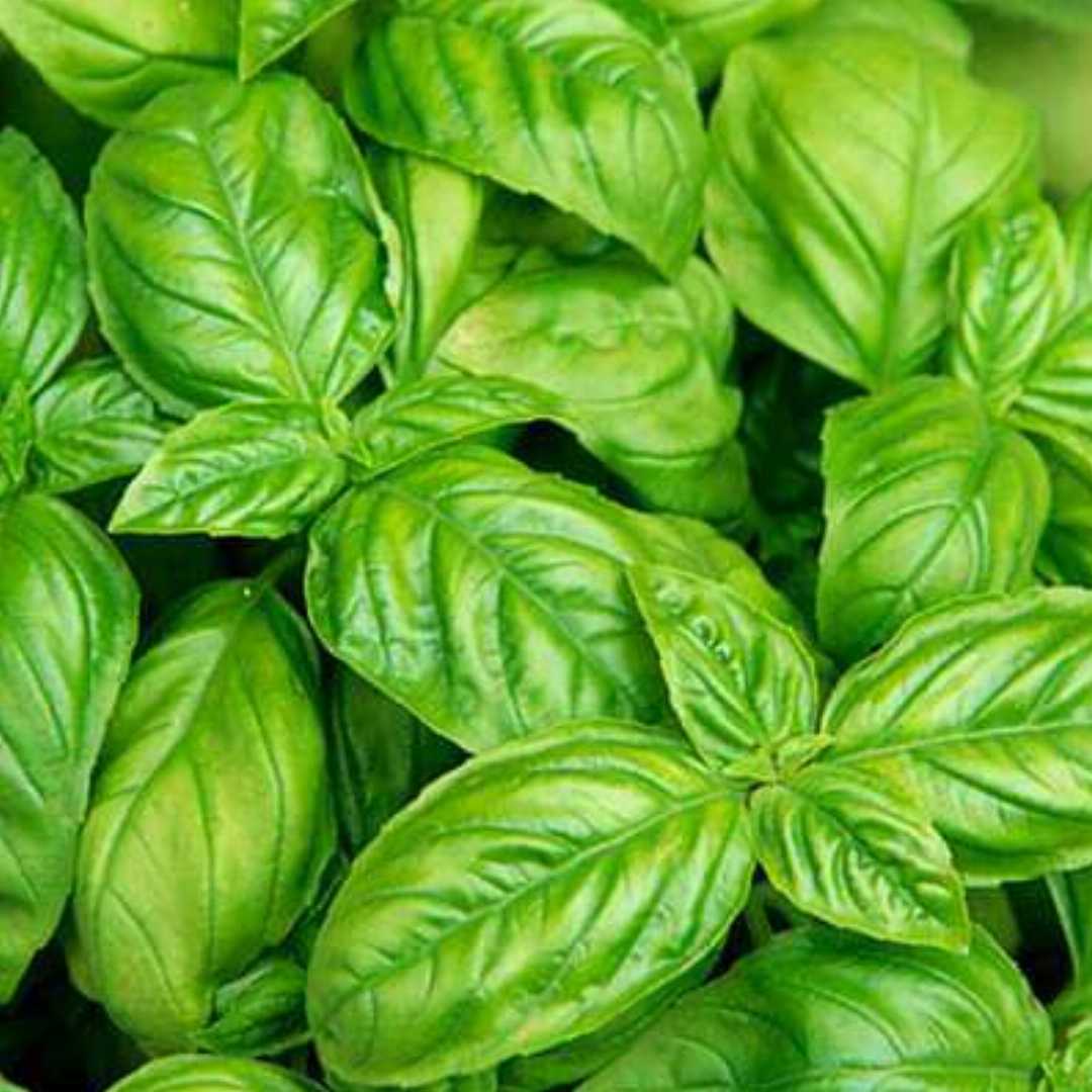 Italian Basil herb seeds