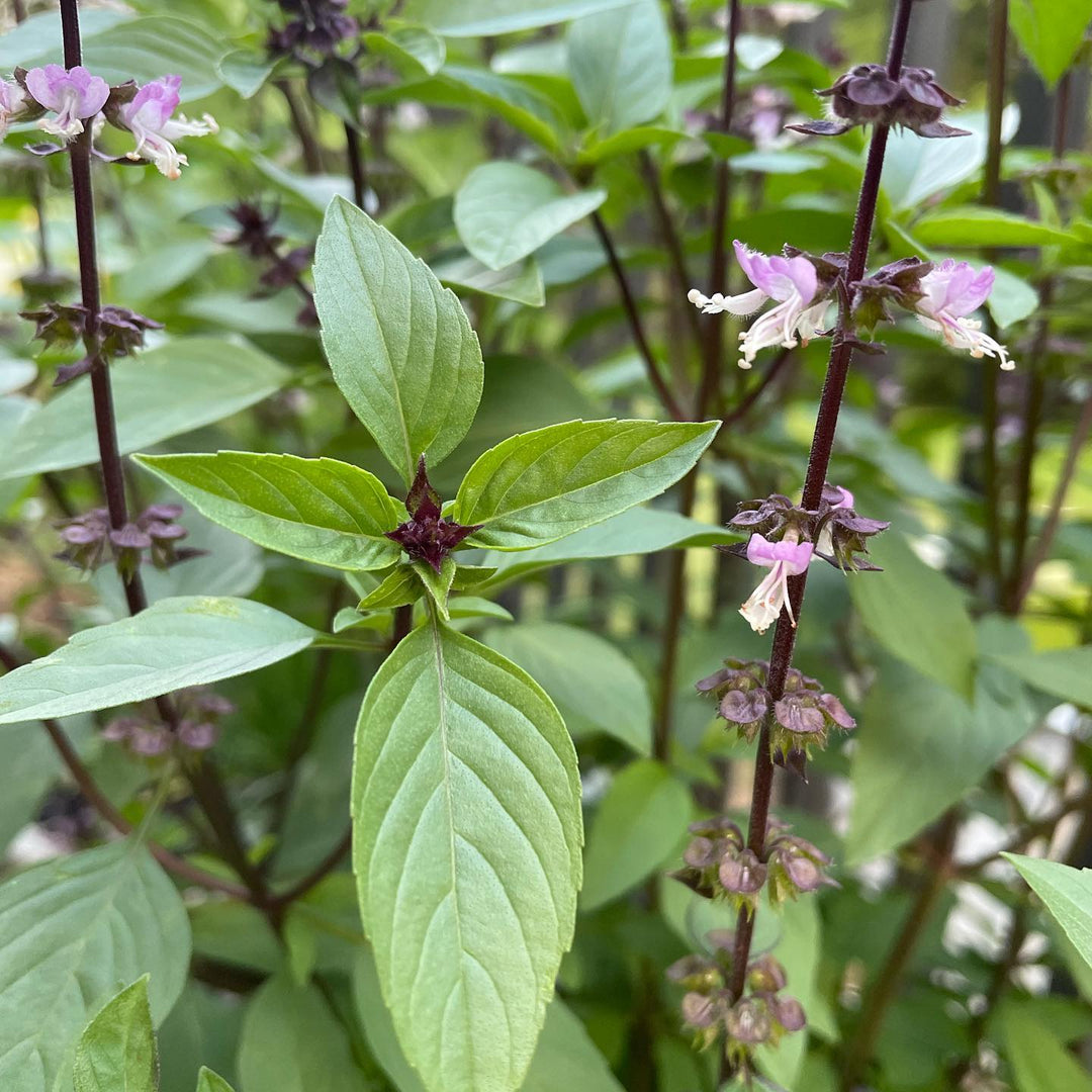 Green Licorice herb seeds