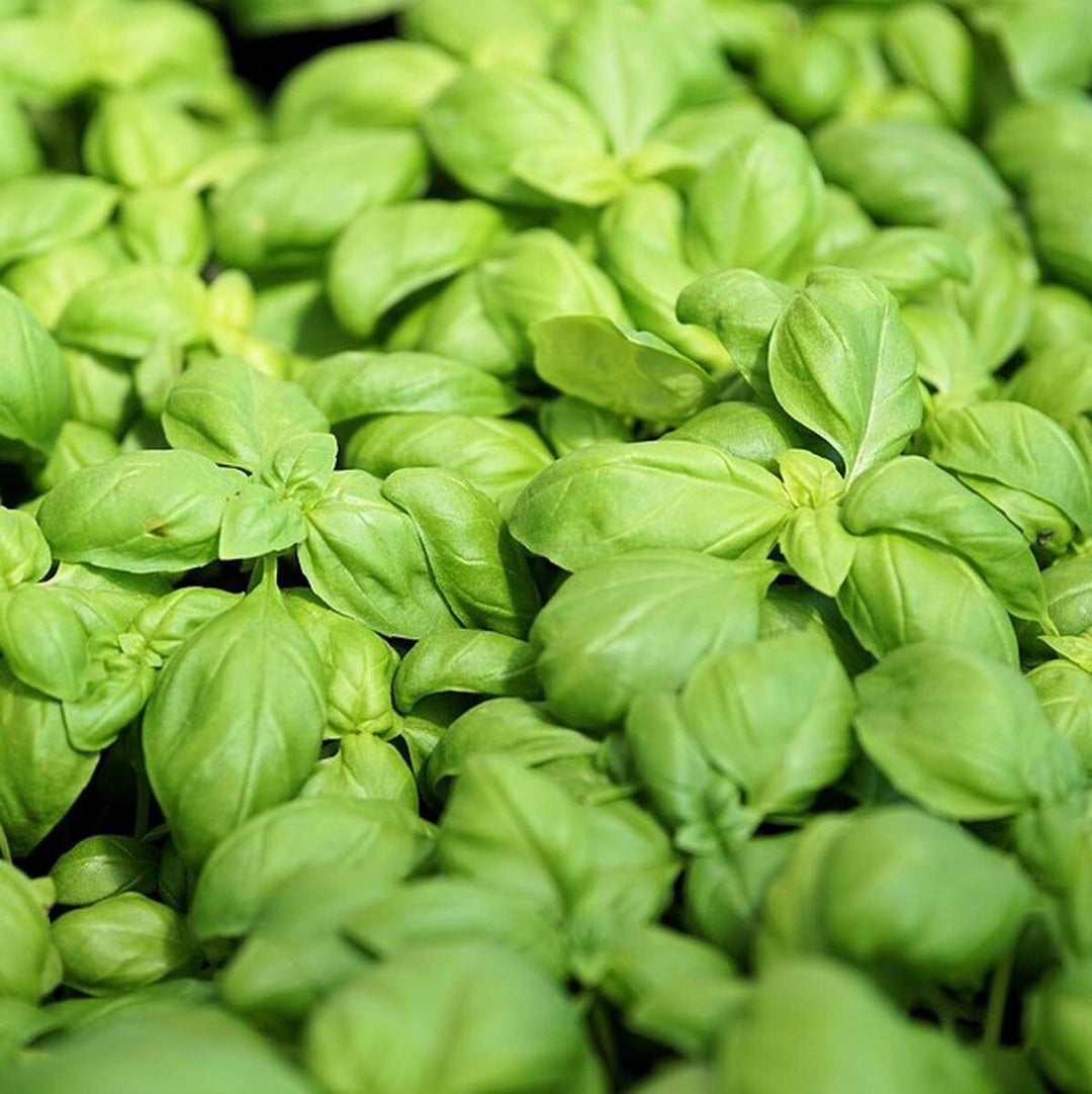 Basil Ocimum herb seeds