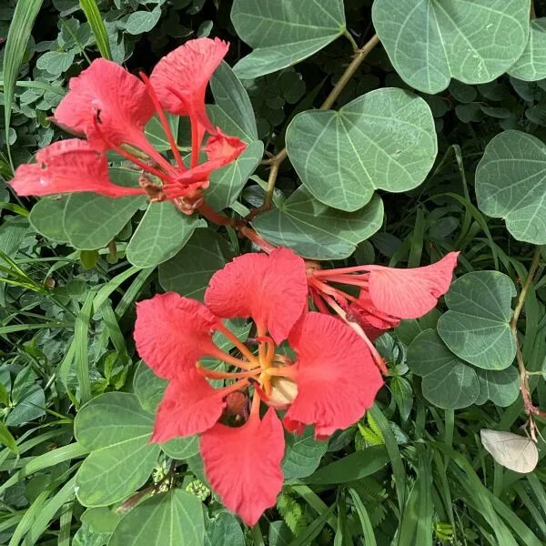 Bauhinia Galpinii Orchid Flower Seeds Red for Planting – Heirloom Non-GMO Organic Garden Seeds