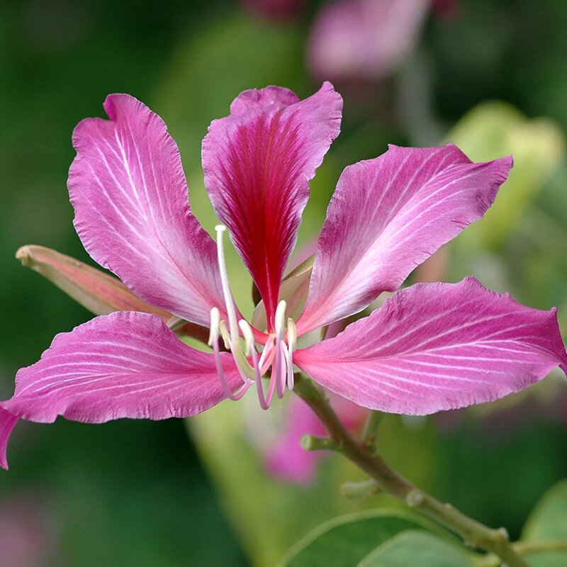 Bauhinia Flower Seeds Pink for Planting – Heirloom Non-GMO High Germination Organic Garden Seeds
