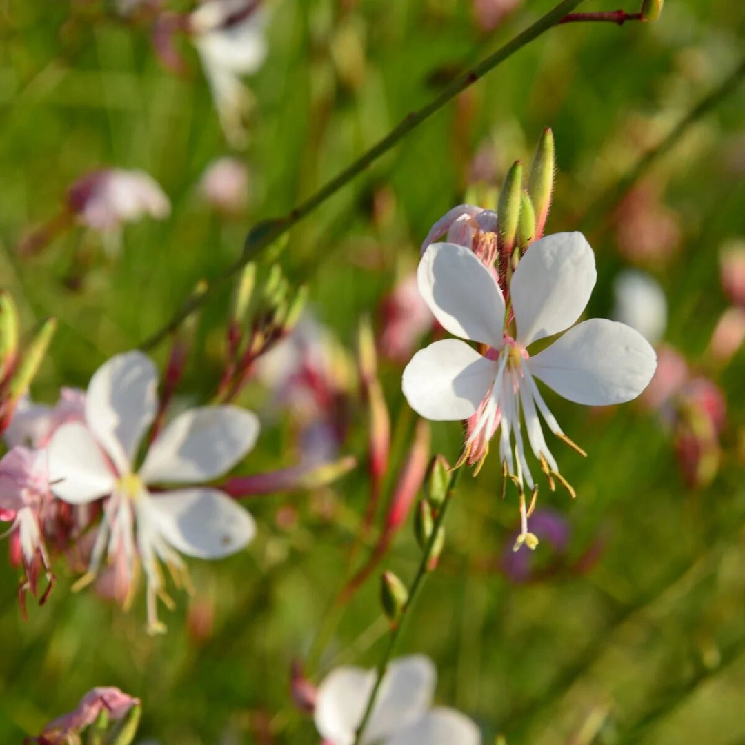 Gaura Flower Seeds White – Heirloom Non-GMO High Germination Seeds for Planting