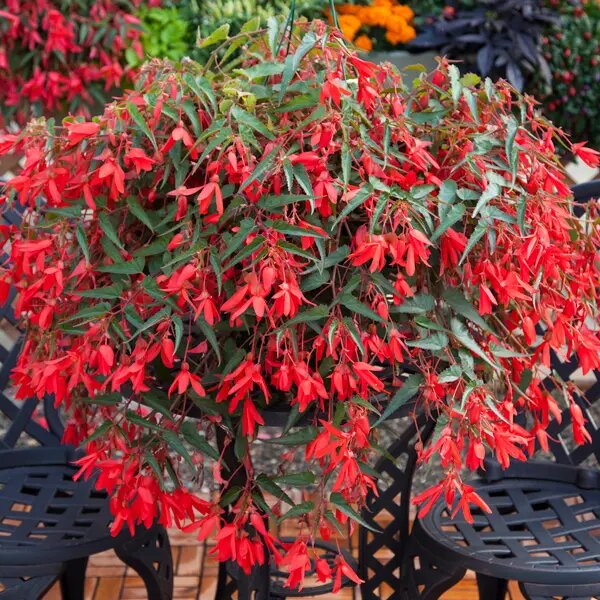 Red Boliviensis Flower Seeds Heirloom Non-GMO High Germination Organic Garden Seeds for Planting