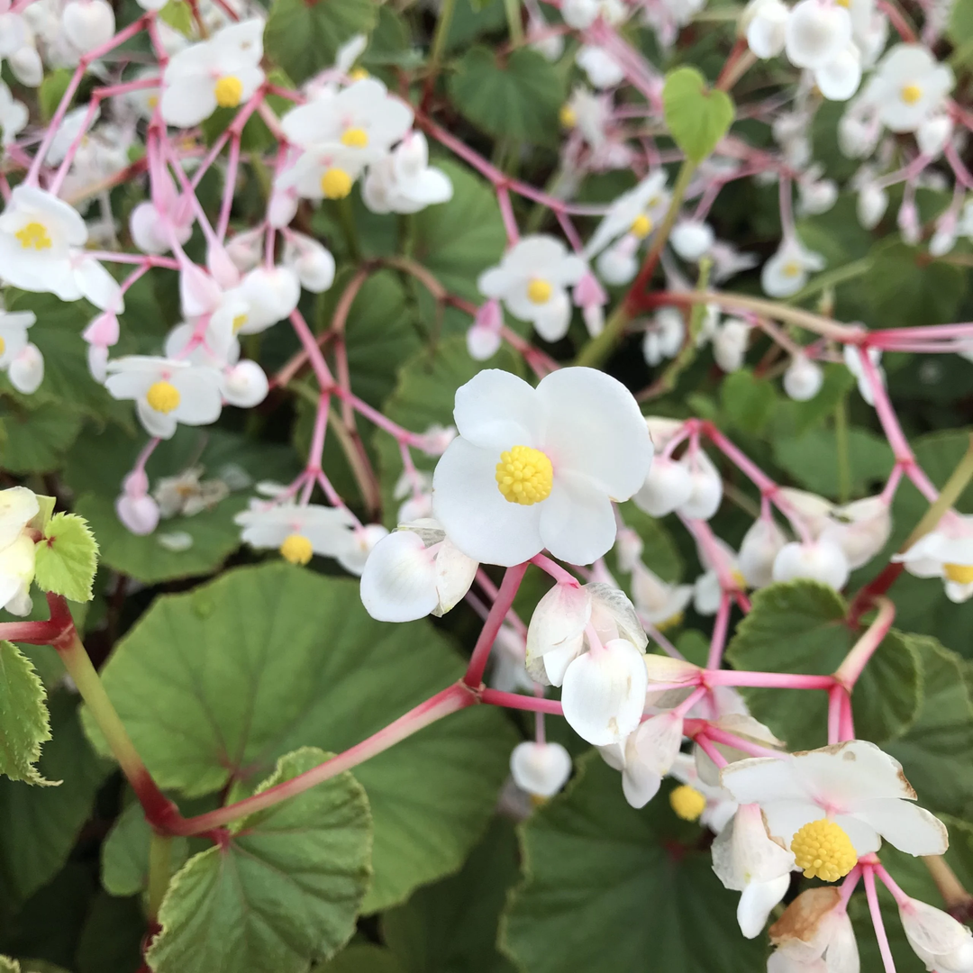 White Begonia Flower Seeds for Planting – Heirloom Non-GMO High Germination Organic Seeds