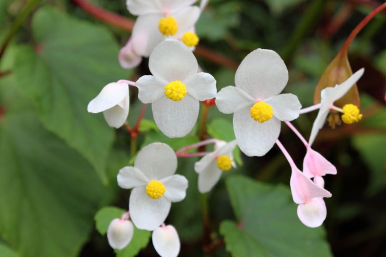 White Begonia Flower Seeds for Planting – Heirloom Non-GMO High Germination Organic Seeds