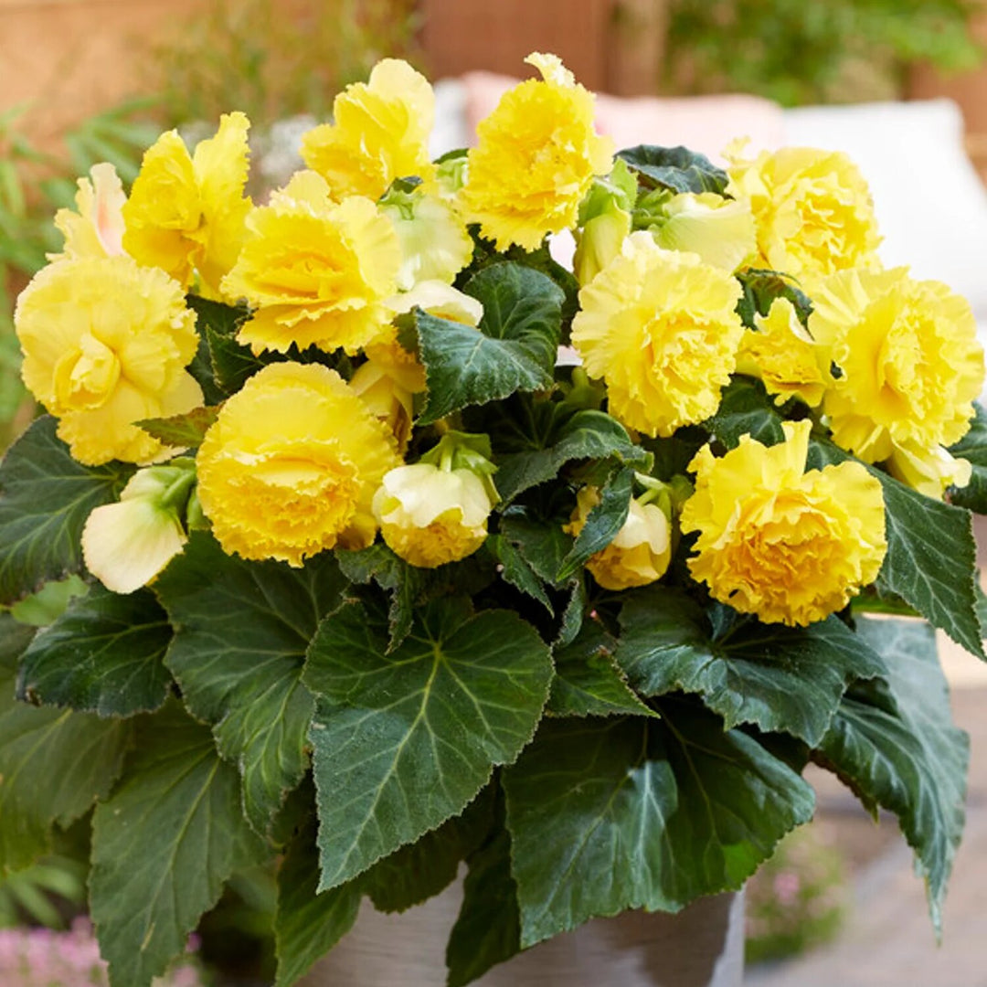 Yellow Begonia Flower Seeds for Planting – Heirloom Non-GMO High Germination Organic Seeds