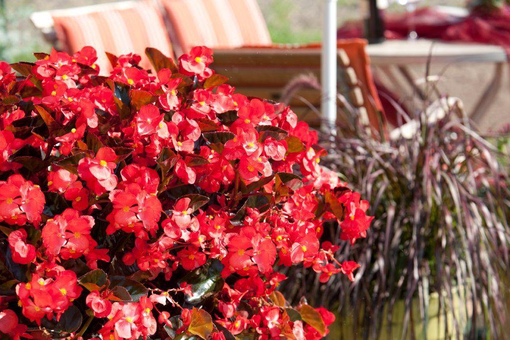 Semillas de Begonia Roja Gigante Semillas de Jardín Orgánicas para Siembra, Herencia, Sin OGM, Alta Germinación
