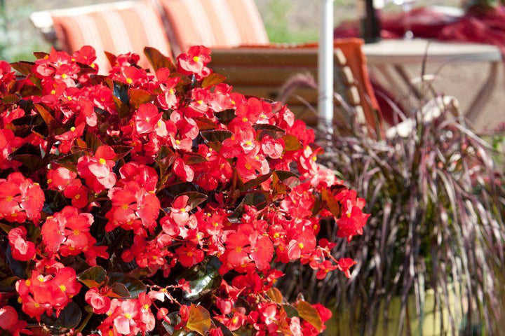 Semillas de Begonia Roja Gigante Semillas de Jardín Orgánicas para Siembra, Herencia, Sin OGM, Alta Germinación