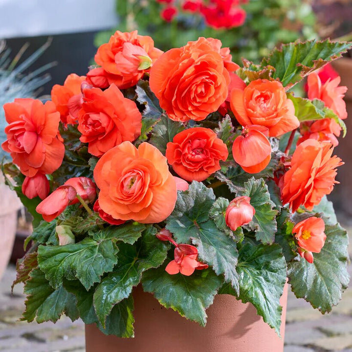 Begonia Rose Flower Seeds Orange for Planting – Heirloom Non-GMO High Germination Organic Seeds