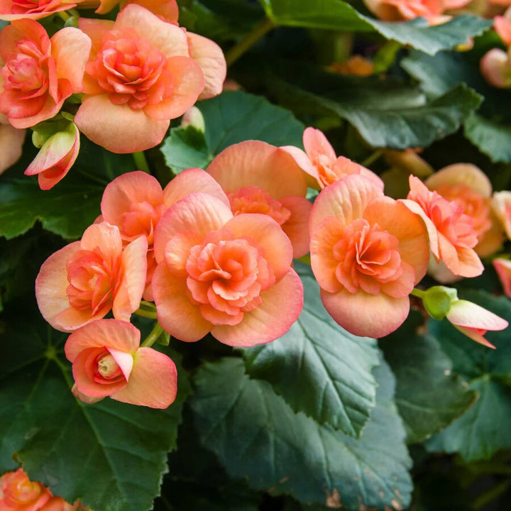 Orange Begonia Flower Seeds for Planting – Heirloom Non-GMO High Germination Organic Seeds