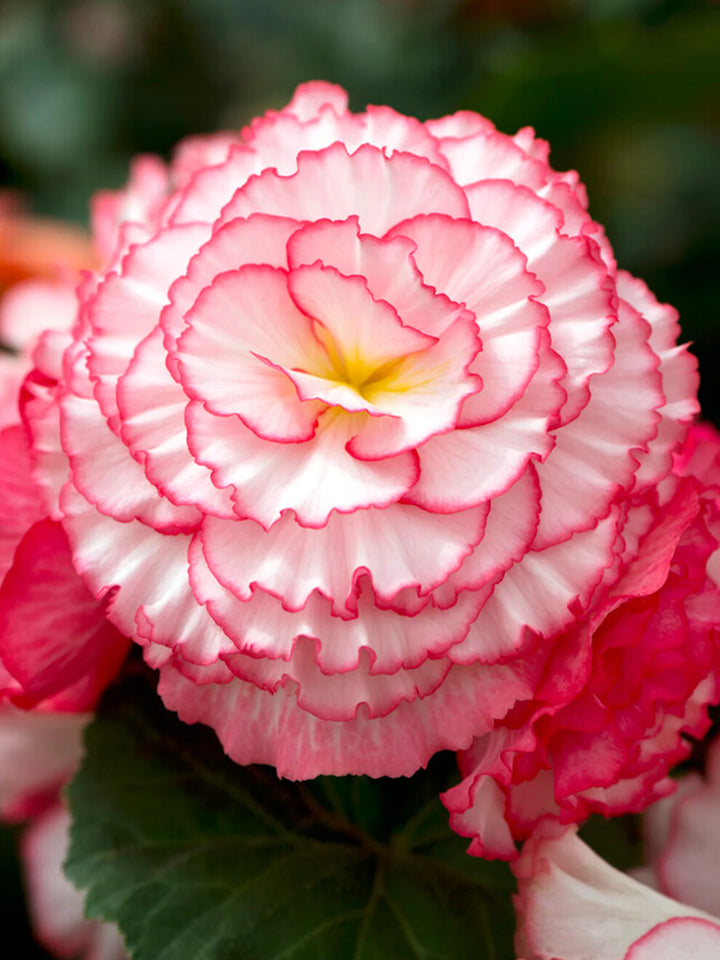 White Pink Begonia Flower Seeds Heirloom Non-GMO High Germination Organic Garden Seeds for Planting