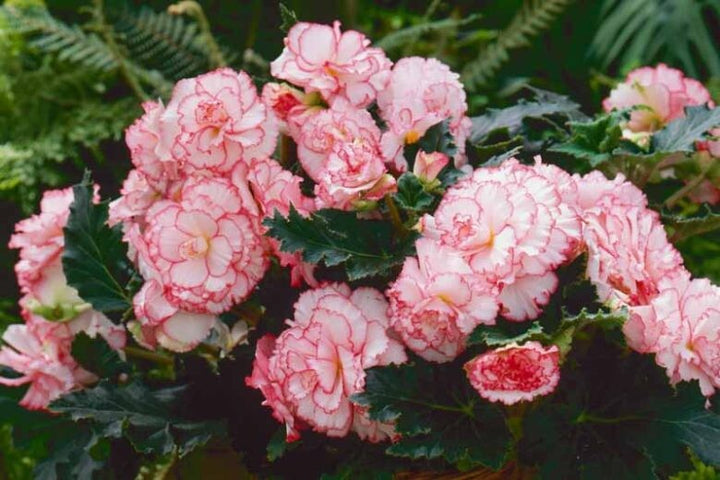 White Pink Begonia Flower Seeds Heirloom Non-GMO High Germination Organic Garden Seeds for Planting