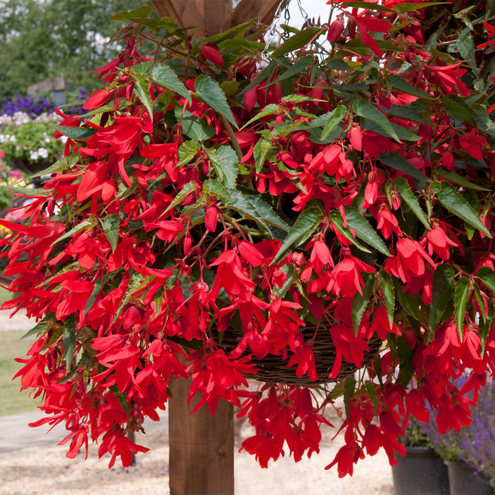 Red Boliviensis Flower Seeds Heirloom Non-GMO High Germination Organic Garden Seeds for Planting