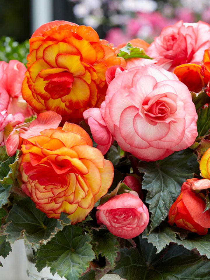 Mixed Begonia Flower Seeds for Planting – Heirloom Non-GMO High Germination Organic Seeds