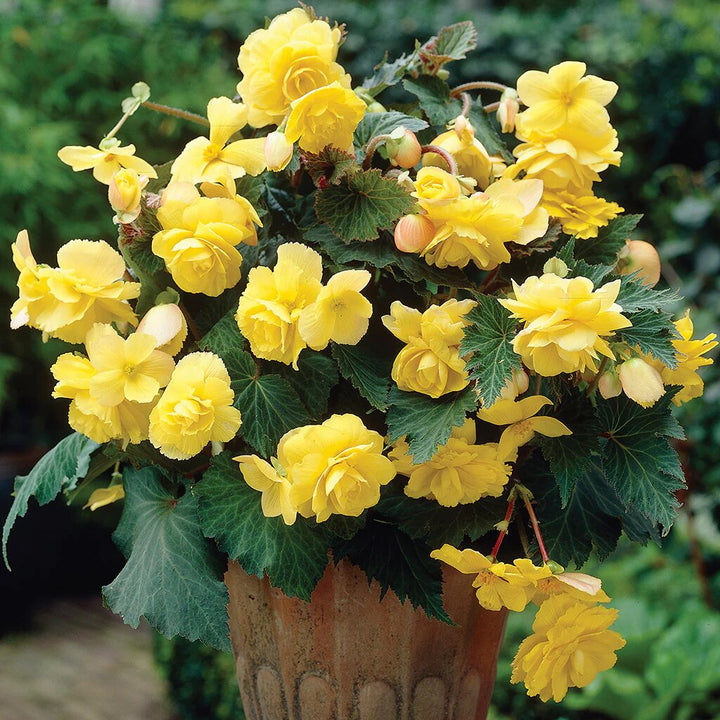Yellow Begonia Flower Seeds for Planting – Heirloom Non-GMO High Germination Organic Seeds