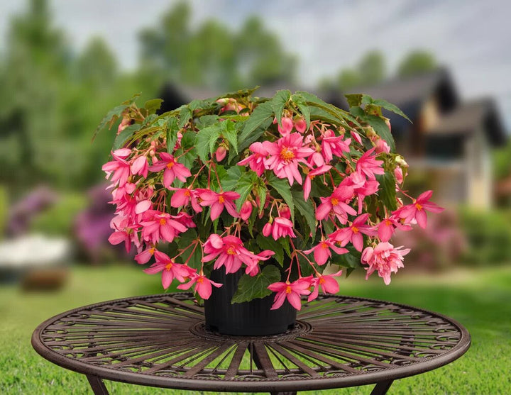 Pink Begonia Boliviensis Flower Seeds – Heirloom, Non-GMO, High Germination
