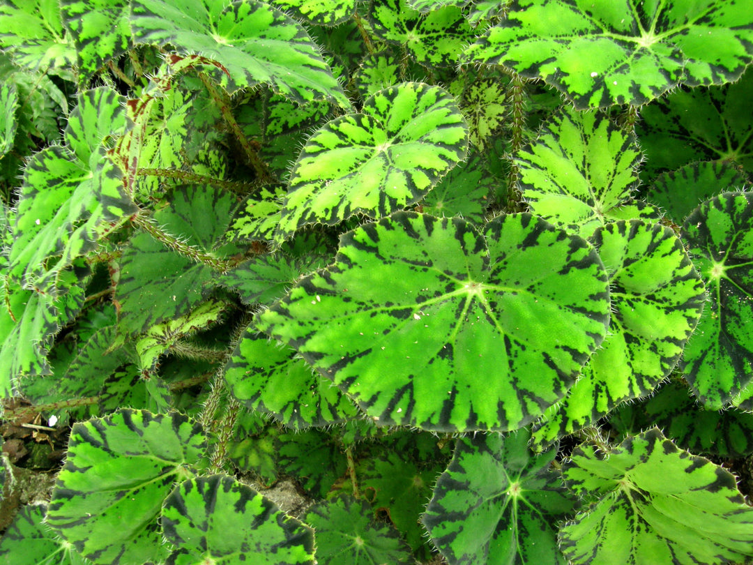 Begonia Flowers Seeds Green for Planting – Heirloom Non-GMO High Germination Organic Garden Seeds