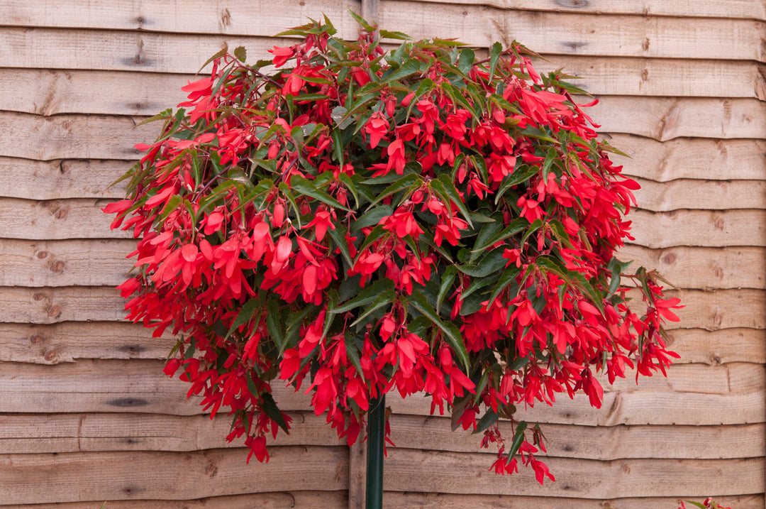 Red Begonia Boliviensis Flower Seeds – Heirloom Non-GMO High Germination Seeds