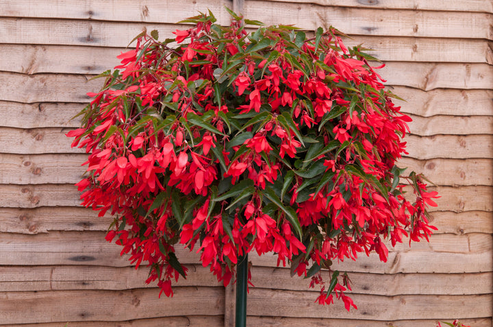 Red Begonia Boliviensis Flower Seeds – Heirloom Non-GMO High Germination Seeds