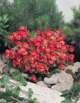 Begonie Blumensamen Rot zum Pflanzen Alte Sorte Gentechnikfrei Hohe Keimfähigkeit Bio Garten Samen