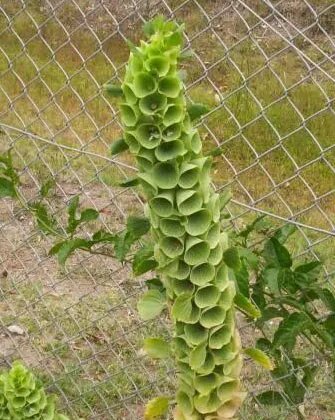 Green Moluccella Laevis Ornamental Plant Seeds – Heirloom Non-GMO High Germination Seeds for Planting